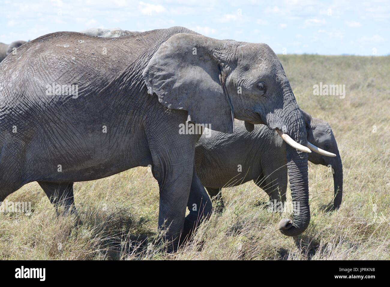 Les éléphants se promènent le Serengeti Banque D'Images