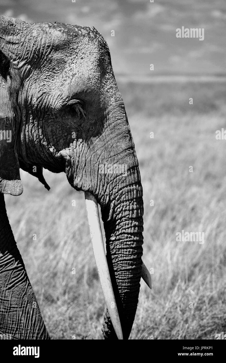 Les éléphants se promènent le Serengeti Banque D'Images