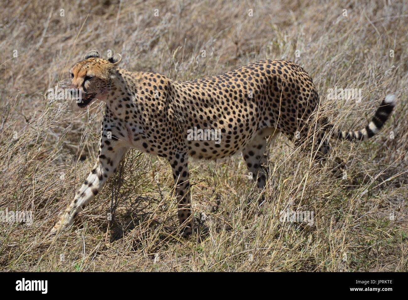 L'itinérance cheetah la savane dans le Serengeti National Park of Tanzania, Africa. Banque D'Images