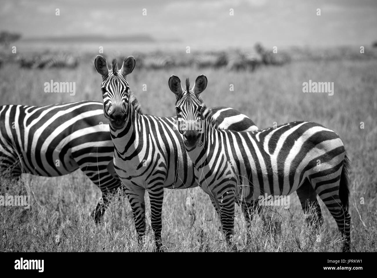 Le pâturage des zèbres fascinant de la savane du Parc National de Serengeti de Tanzanie. Banque D'Images