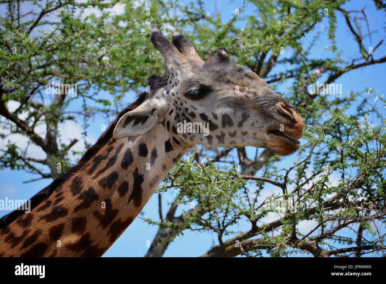 Les Girafes broutent la savane du Parc National de Serengeti de Tanzanie, Afrique. Banque D'Images