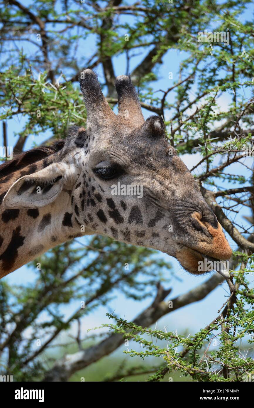 Les Girafes broutent la savane du Parc National de Serengeti de Tanzanie, Afrique. Banque D'Images