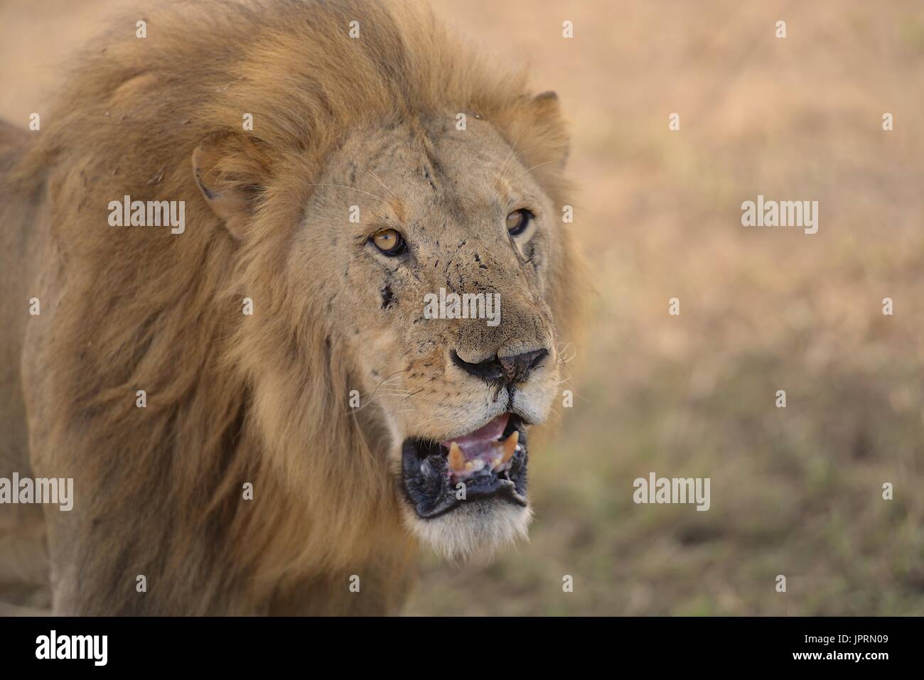 Lion Portrait dans le Serengeti National Park Banque D'Images