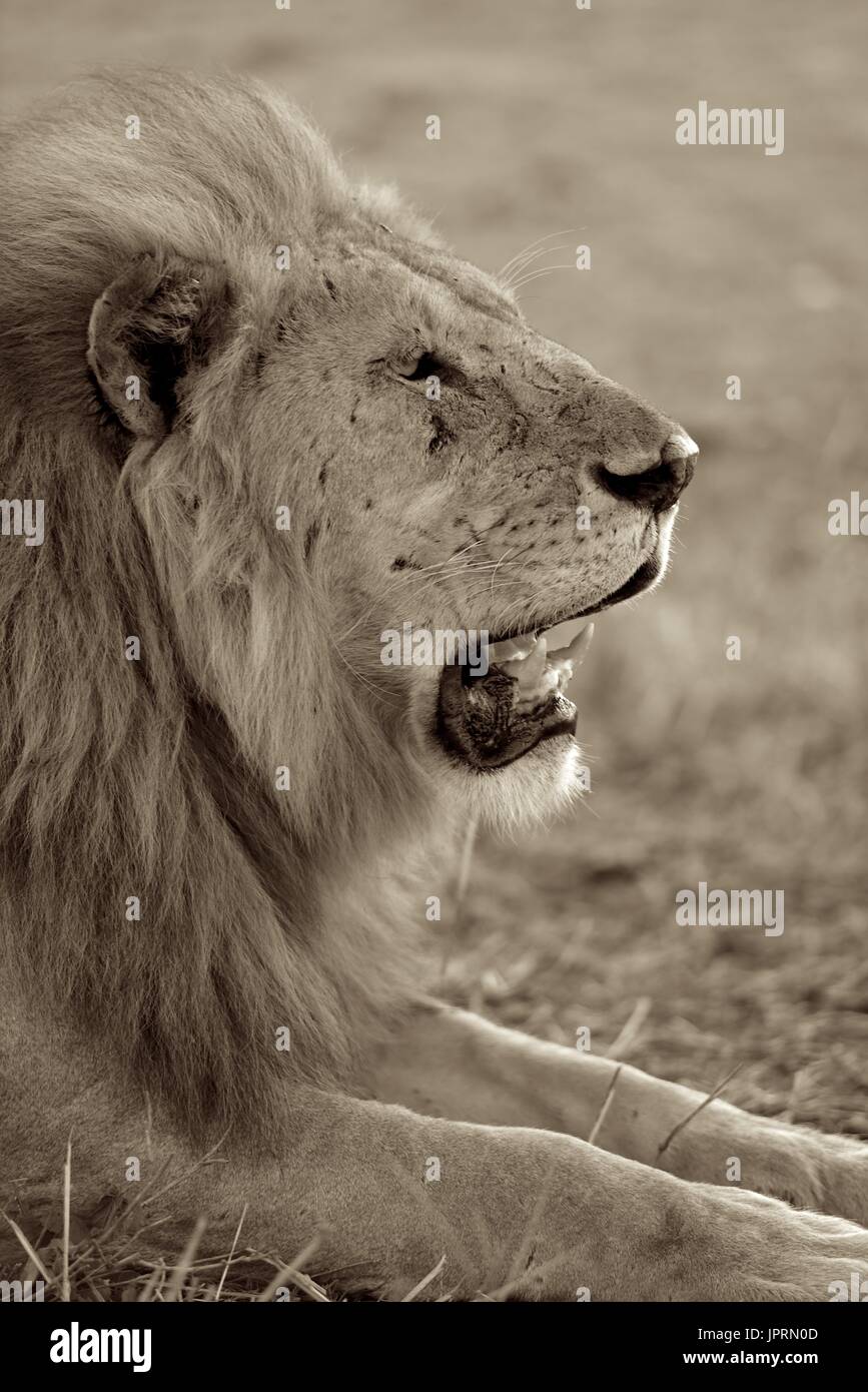 Lion Portrait dans le Serengeti National Park Banque D'Images