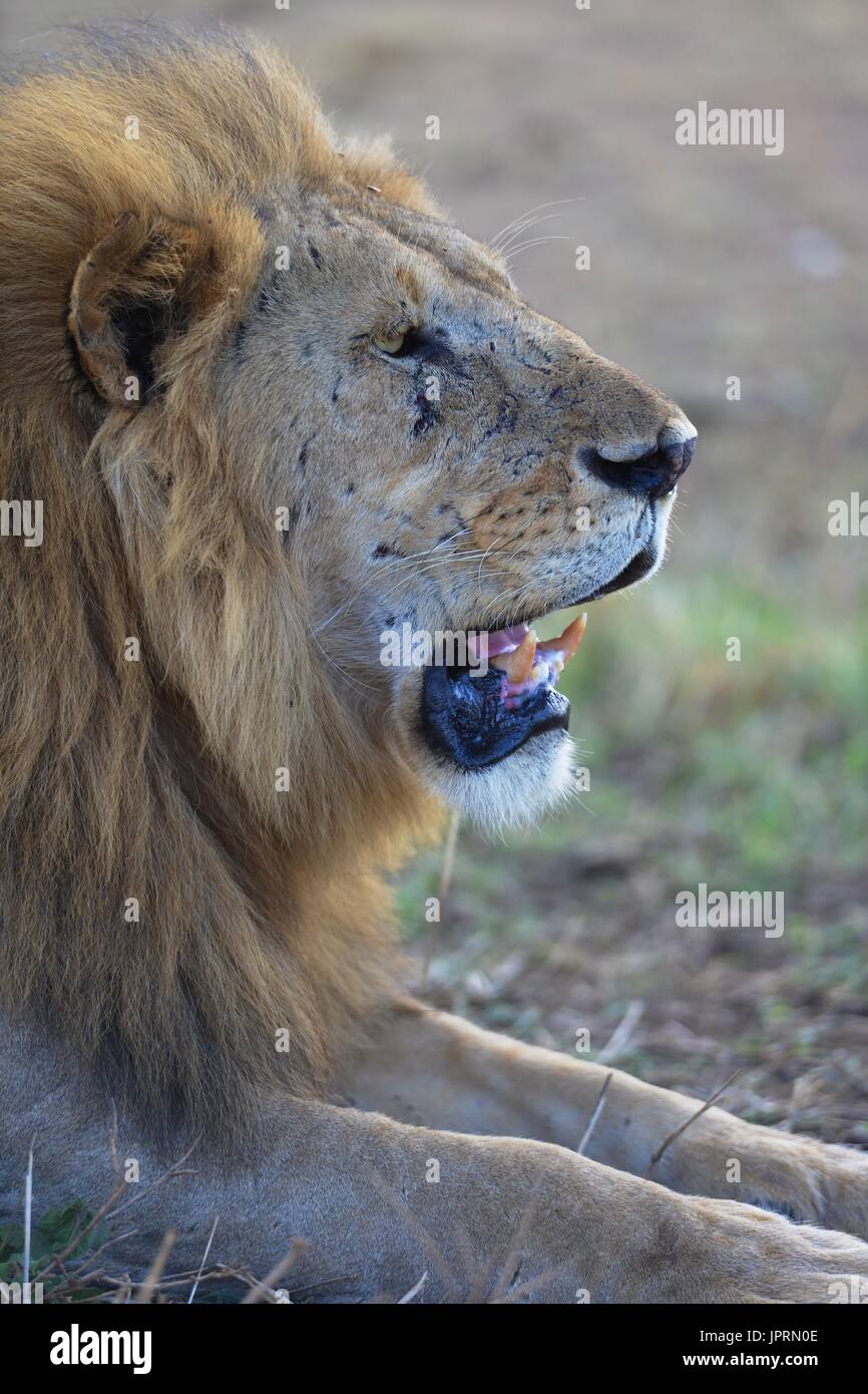 Lion Portrait dans le Serengeti National Park Banque D'Images