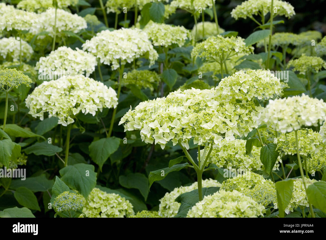 L'Hydrangea arborescens 'Annabelle'. Banque D'Images