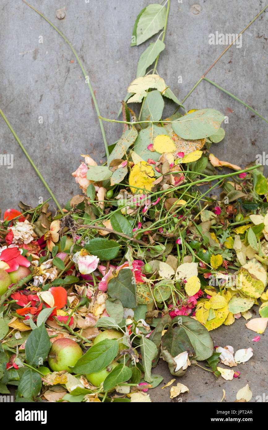 La tête morte de fleurs dans un seau Banque D'Images