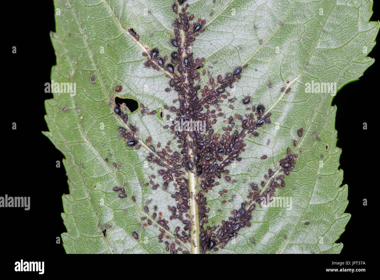 L'infestation par les pucerons sur les feuilles des arbres de cerise noire Banque D'Images