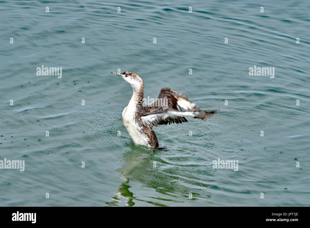 Un bigarré les ailes battantes de secouer l'eau Banque D'Images