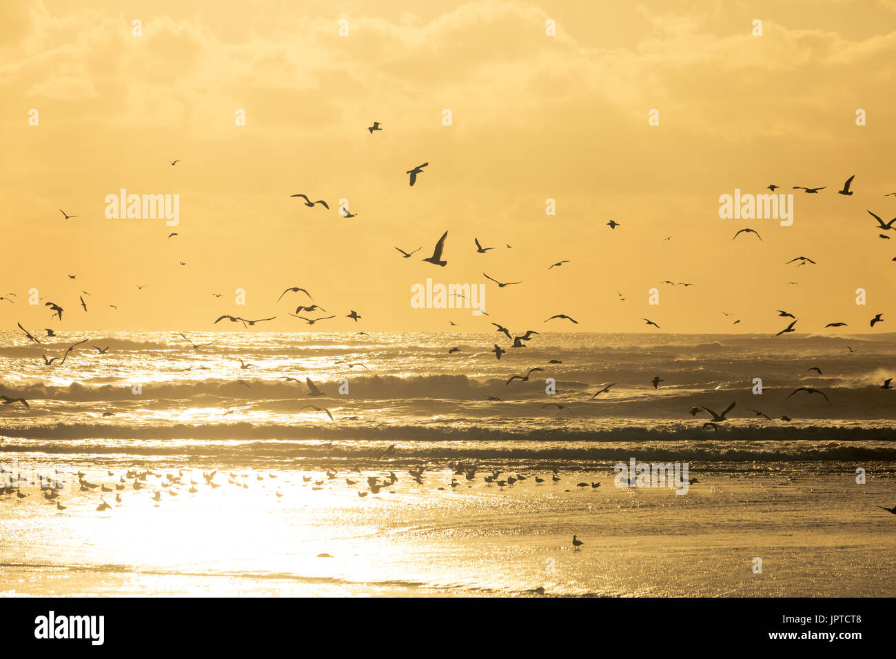 Grand groupe op de prendre des mouettes de la plage au coucher du soleil. Banque D'Images