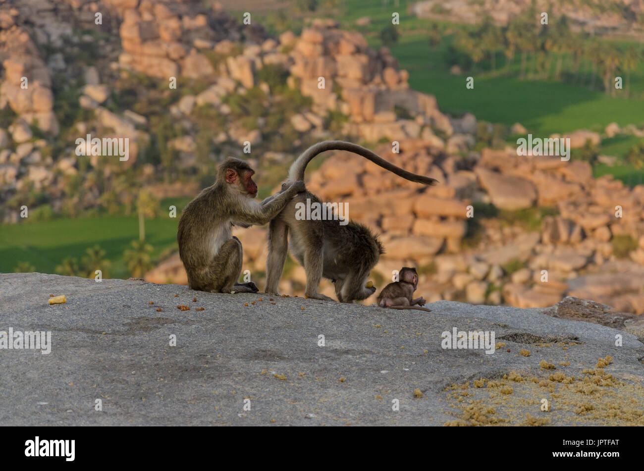 Temps de douche, Hampi, Karnataka, Inde Banque D'Images