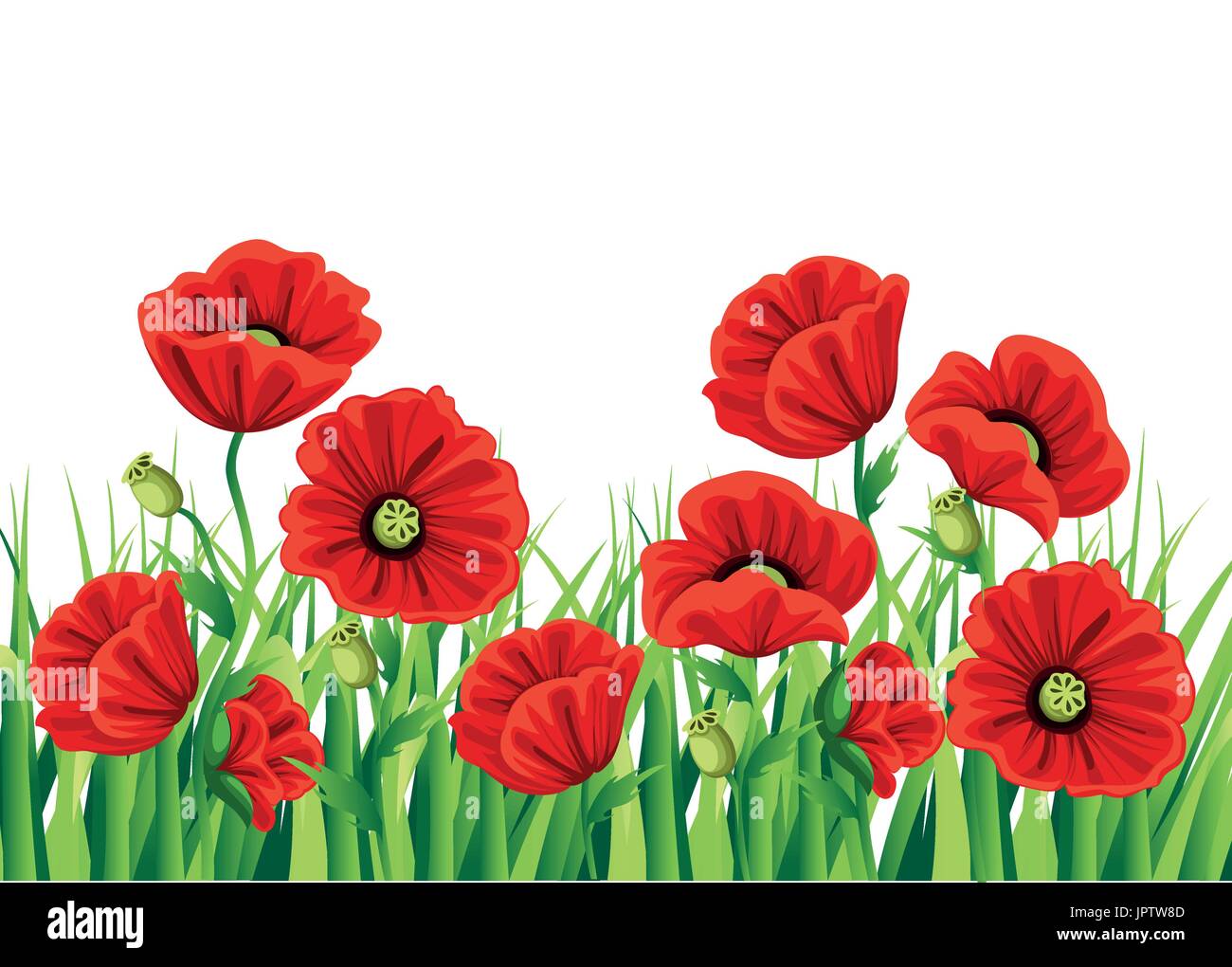 Rouge Coquelicot isolé sur fond blanc. Rouge Coquelicot vecteur romantique fleurs et l'herbe. rouge coquelicots. fleur rouge. s'épanouir bouquets fleuris f design Illustration de Vecteur