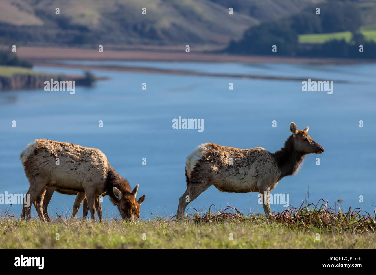 Un groupe de trois vaches en tule Elk Point Reyes National Seashore, en Californie. Banque D'Images