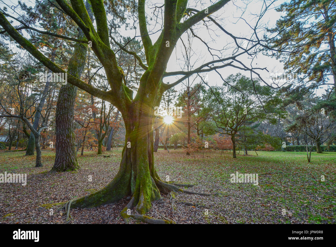 Un arbre à Kyoto gyoen garden national dans l'hiver Banque D'Images