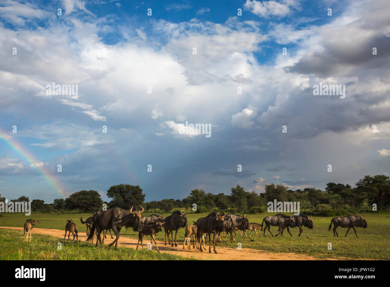 Le Gnou bleu (commune) (GNU), (Connochaetes taurinus) troupeau en saison humide, Kgalagadi Transfrontier Park, Northern Cape, Afrique du Sud, février 2017 Banque D'Images