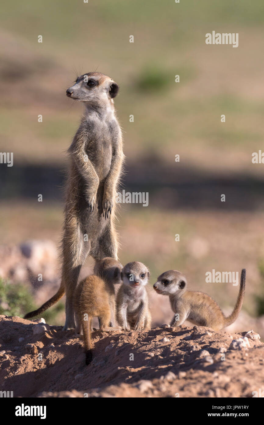 Meerkat (Suricata suricatta) avec les jeunes, Kgalagadi Transfrontier Park, Northern Cape, Afrique du Sud, janvier 2017 Banque D'Images