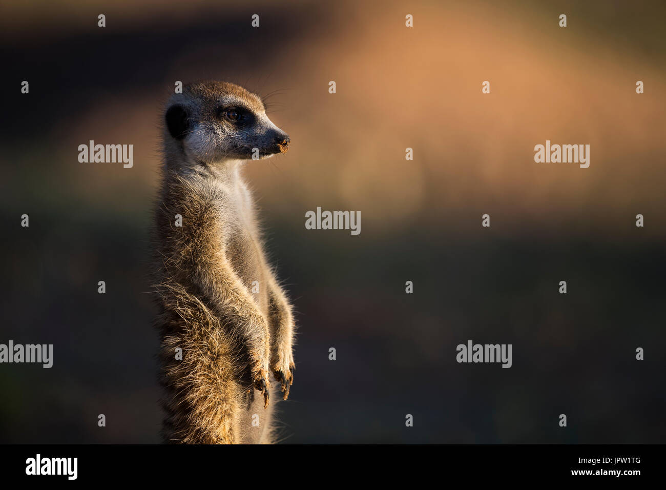 Meerkat (Suricata suricatta), Kgalagadi Transfrontier Park, Northern Cape, Afrique du Sud, janvier 2017 Banque D'Images