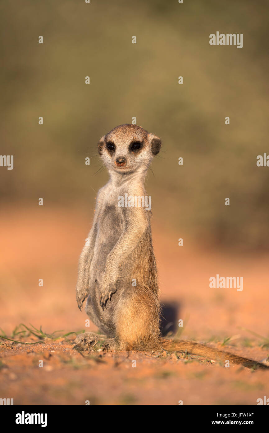 Les jeunes meerkat (Suricata suricatta), Kgalagadi Transfrontier Park, Northern Cape, Afrique du Sud, janvier 2017 Banque D'Images