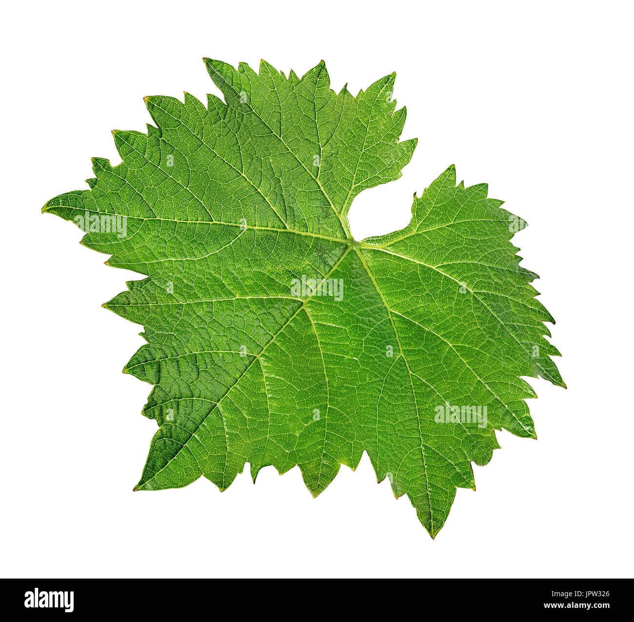 Grape leaf isolé sur fond blanc Banque D'Images Grape leaf isolé sur fond blanc Banque D'Images