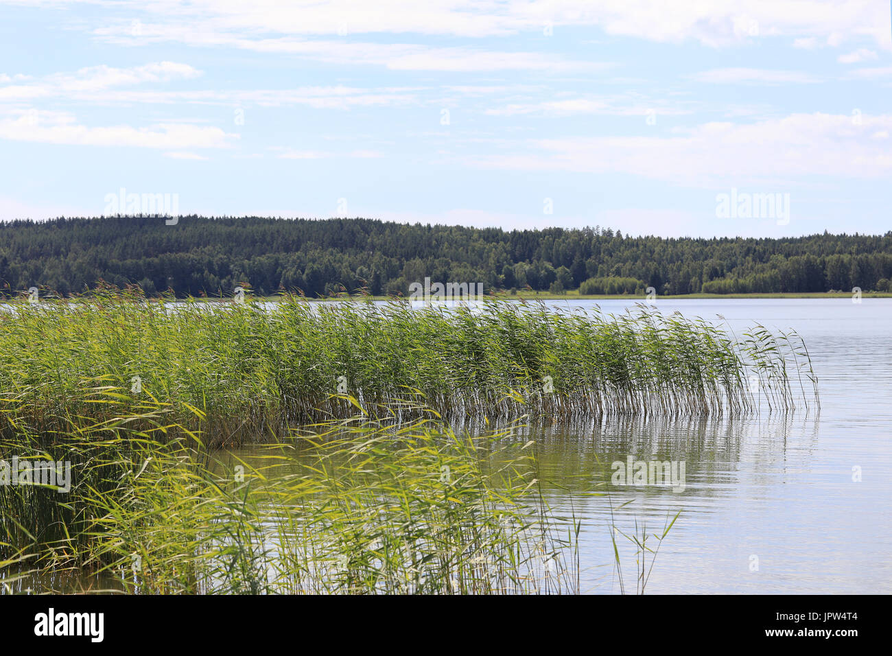 Seashore avec roseau commun sur une journée ensoleillée d'été. Banque D'Images