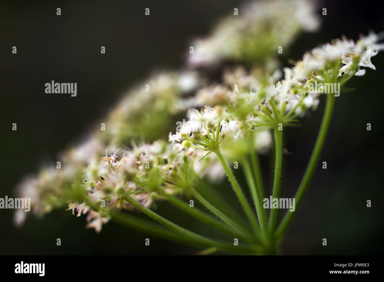 Les plantes de la Terre - Tyne Valley elder / Aegopodium podagraria Banque D'Images