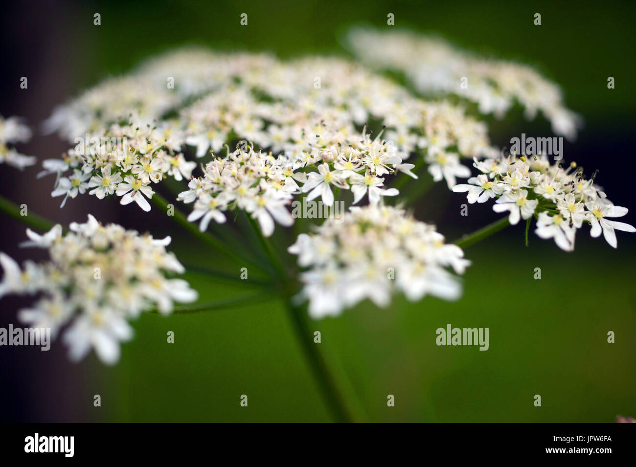 Les plantes de la Terre - Tyne Valley elder / Aegopodium podagraria Banque D'Images