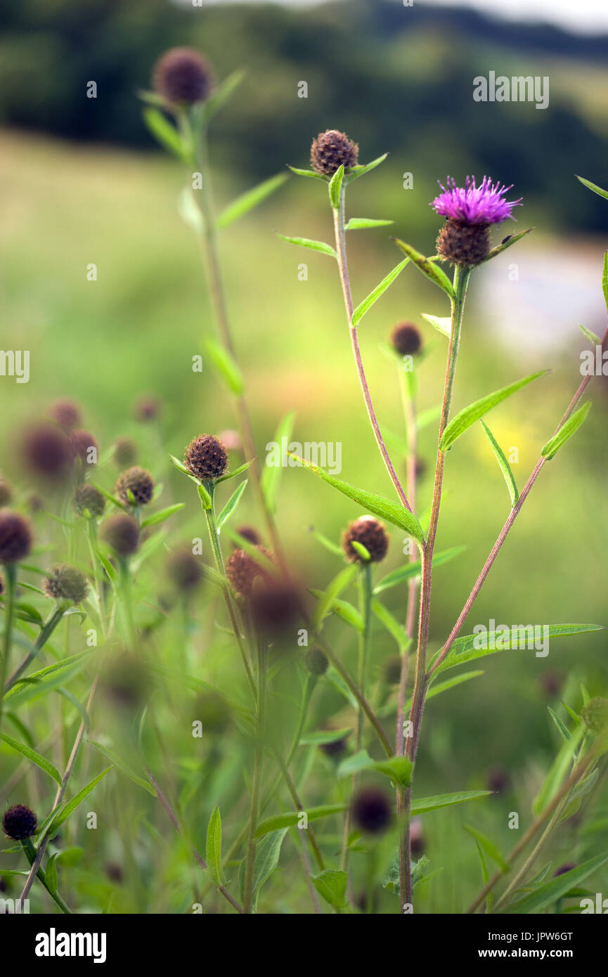 Les plantes de la mélancolie de Tyne Valley - thistle Cirsium heterophyllum / Banque D'Images
