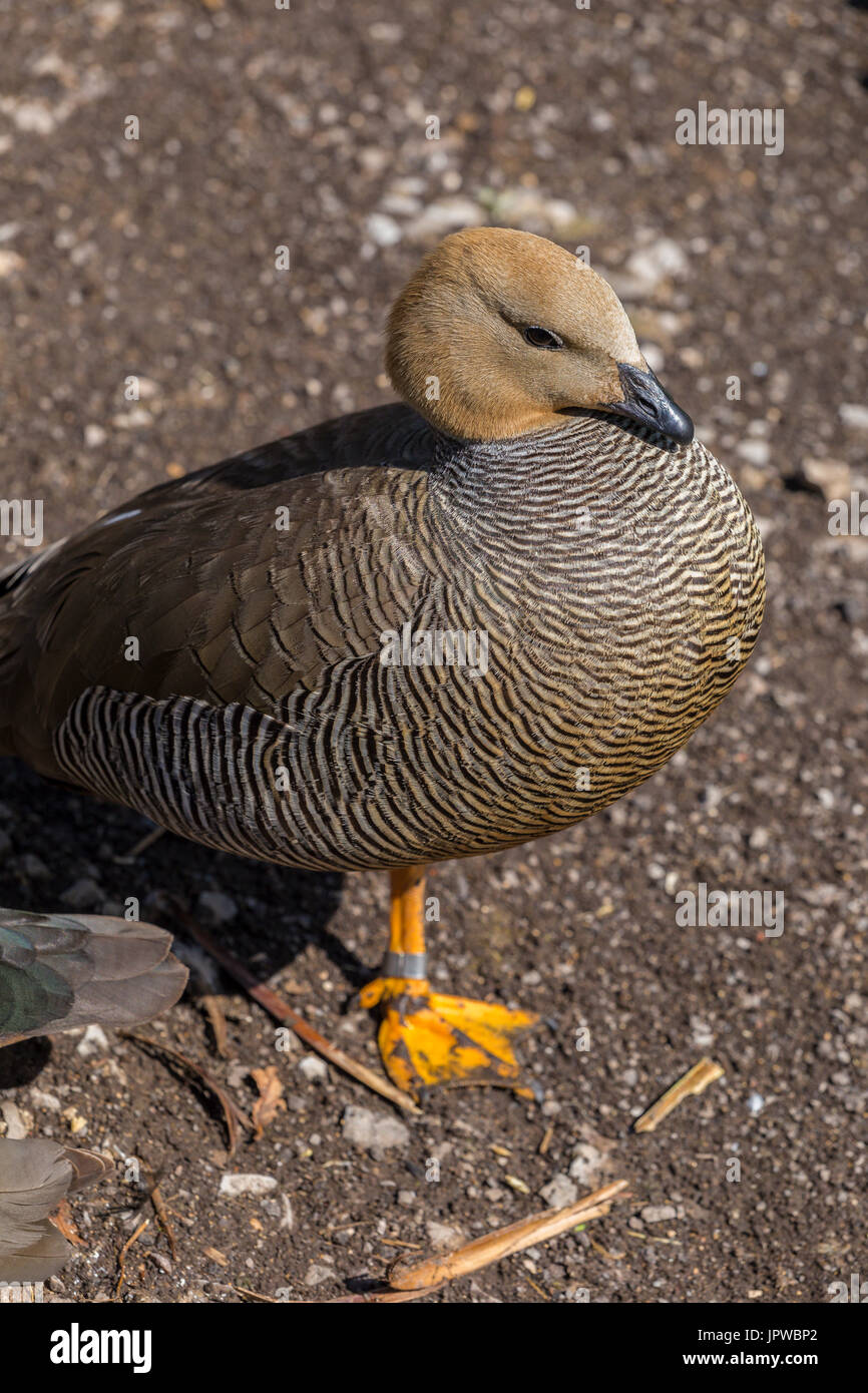 Tournepierre à tête rousse à Slimbridge Banque D'Images