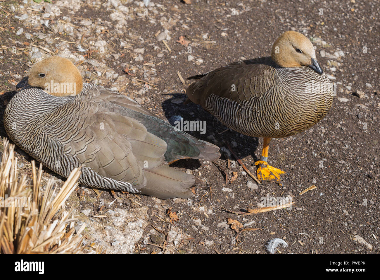 Tournepierre à tête rousse à Slimbridge Banque D'Images