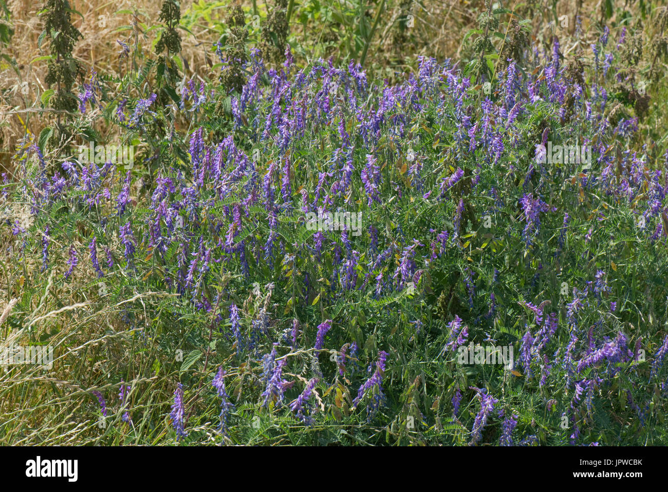 Vesce jargeau, Vicia cracca, plante à fleurs pourpre bleu profuse sur downland, Berkshire, Juillet Banque D'Images
