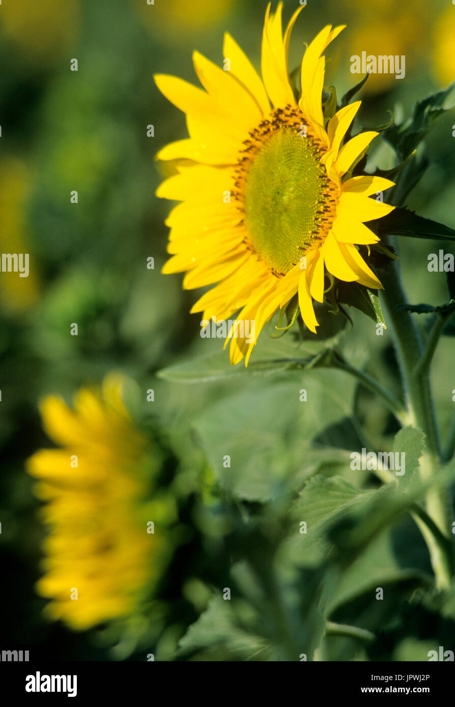 tournesols Banque D'Images