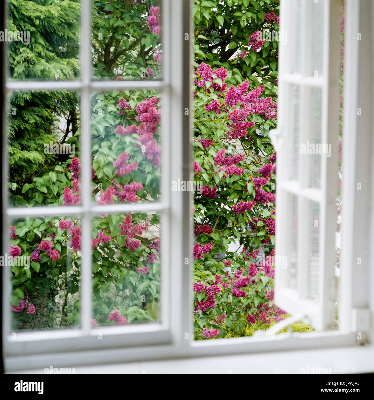 Fenêtre ouverte sur le jardin de fleurs Banque D'Images