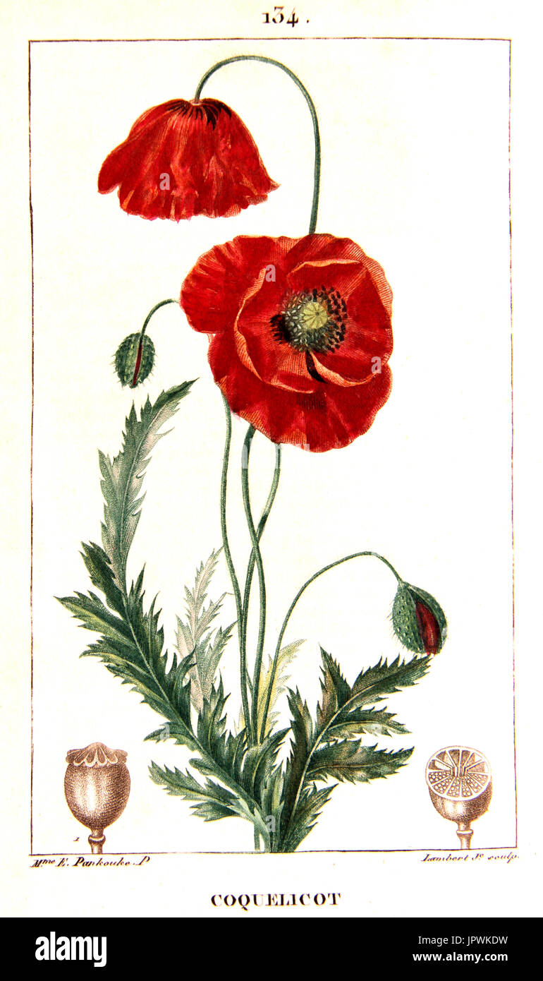 Dessin Botanique De Coquelicot Photo Stock Alamy
