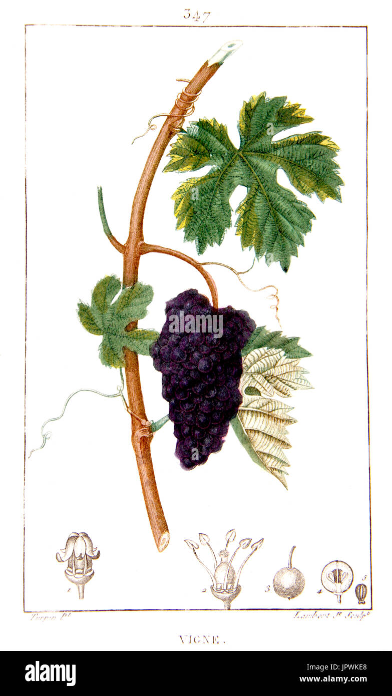 Dessin botanique de Wine Grape Banque D'Images