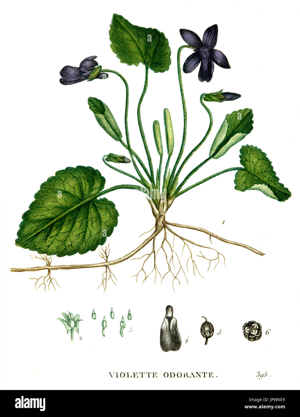 Dessin botanique de violet Photo Stock - Alamy