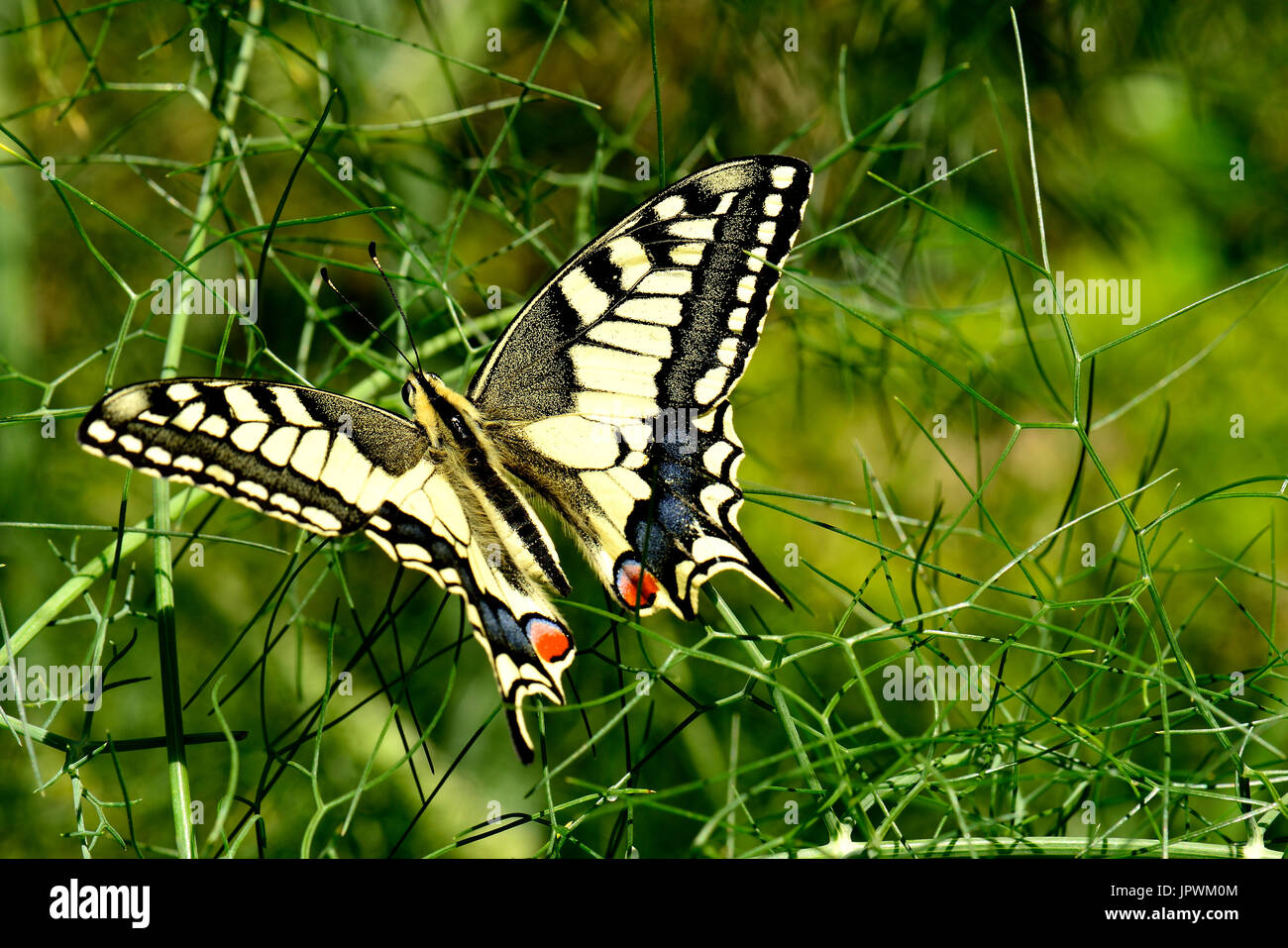 Le machaon le fenouil - France Banque D'Images