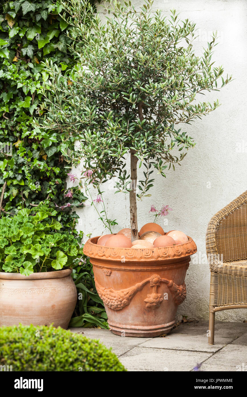  Olivier  en pot  sur une terrasse de jardin Banque D Images 