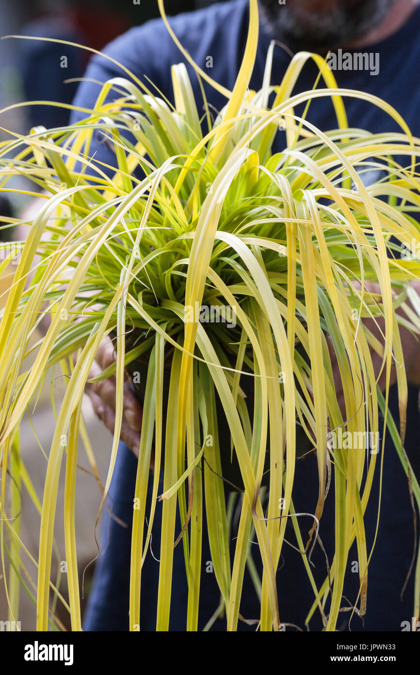 Est une espèce de plante de la famille des cypéracées Banque de  photographies et d'images à haute résolution - Alamy