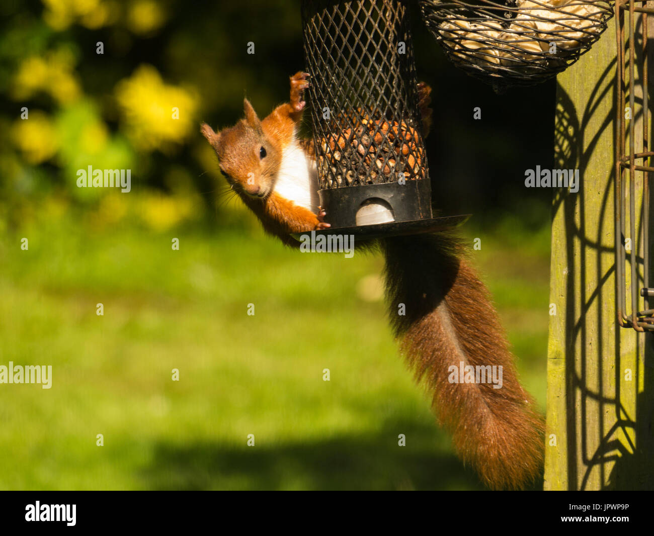 Eurasian Écureuil roux (Sciurus vulgaris) se nourrissant d'arachides dans un jardin d'écrou Isle of Anglesey au nord du Pays de Galles Banque D'Images