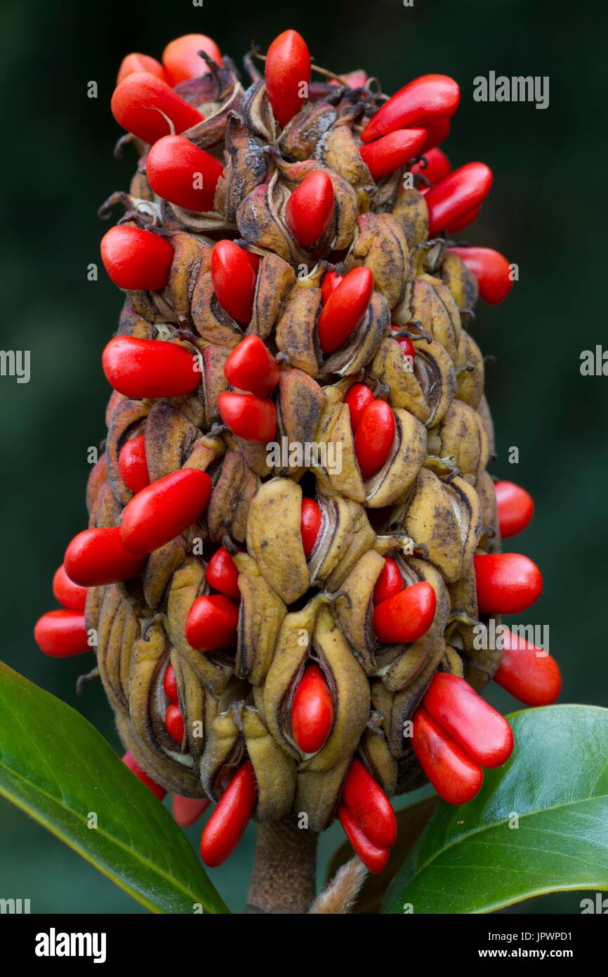 Le sud de magnolia en fruits Banque D'Images