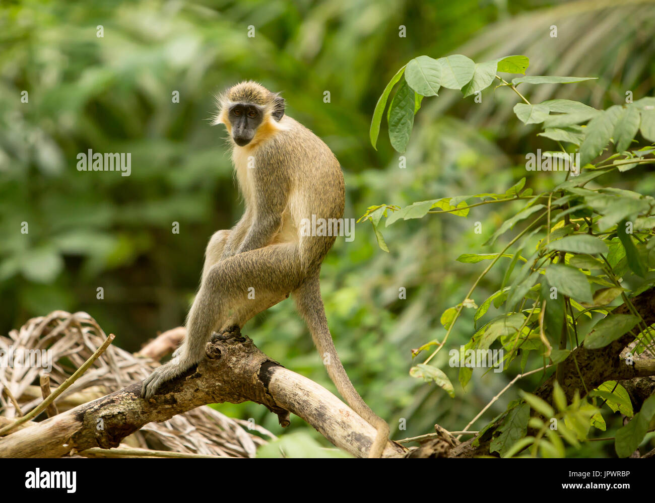 Singe vert. Les singes verts trouvés à la Barbade est originaire du Sénégal et de la Gambie il y a plusieurs siècles. Depuis, les singes ont évolué en Banque D'Images