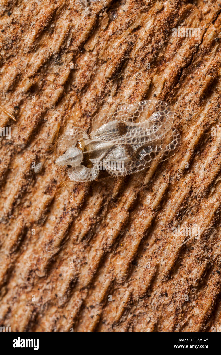 Dentelle sycamore (Bug Tingidae sp) regroupées sous une écorce pour passer l'hiver, France Banque D'Images