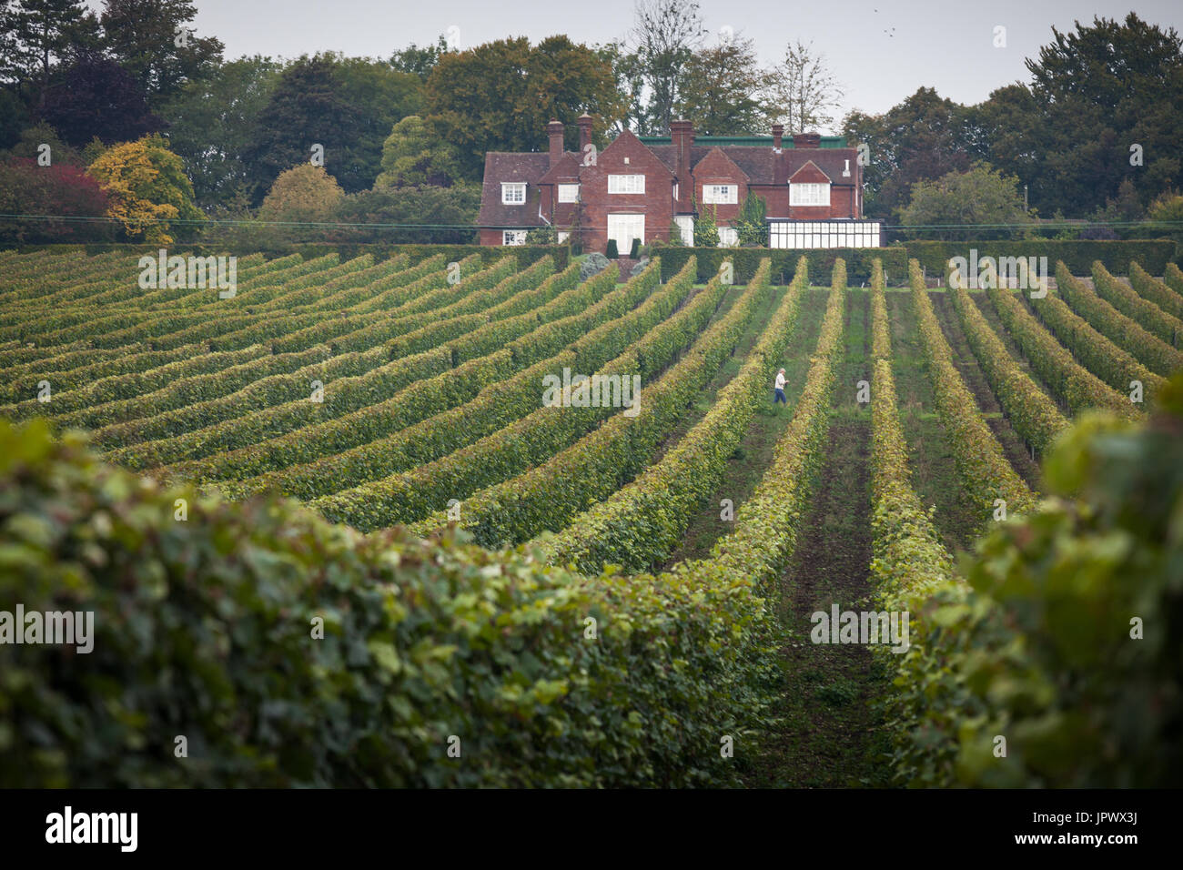 Rangées de vignes à Hambledon Vineyard dans le Hampshire, Angleterre Banque D'Images
