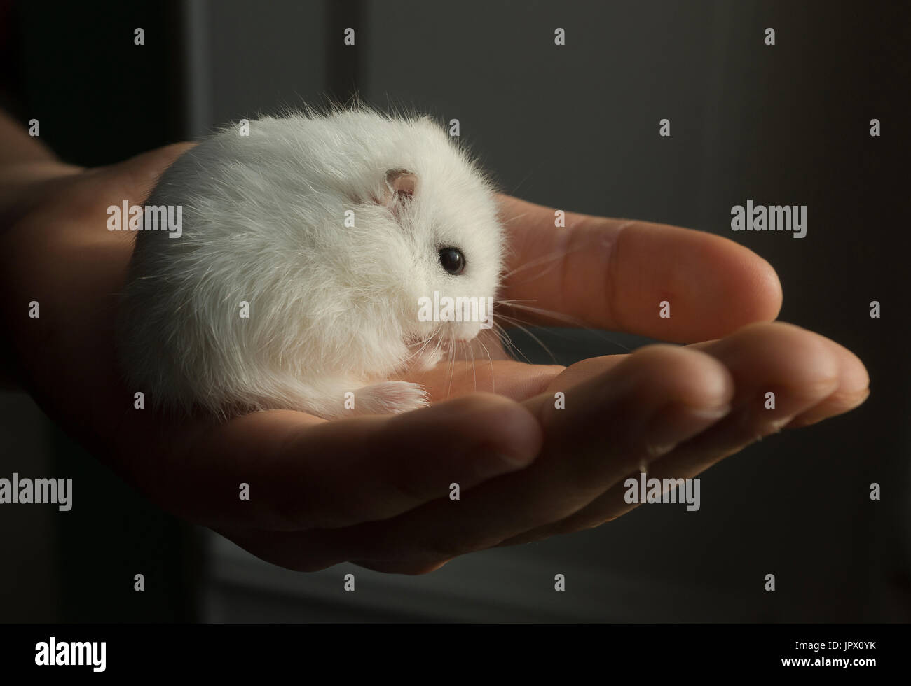 Hamster Russe Blanc Dans La Main D Un Enfant France Photo Stock Alamy