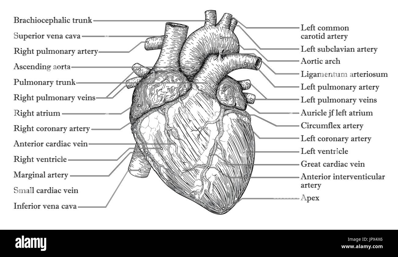 Cœur de l'homme anatomique esquisse dessinée à la main avec l'inscription des noms de veine, artère aorte. La médecine, l'illustration de l'affiche. Régulièrement l'haute anatomique Illustration de Vecteur