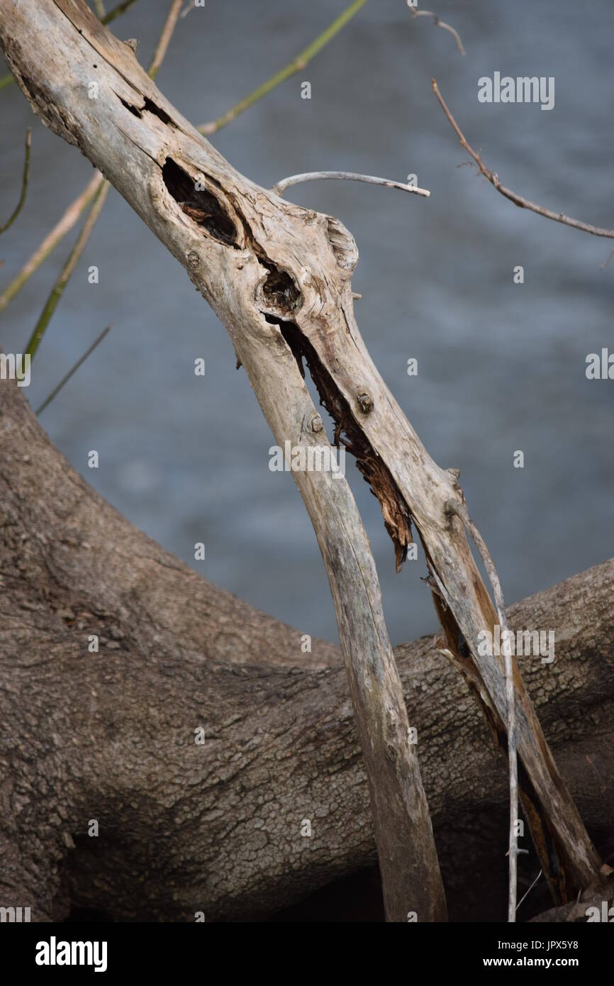 Branche qui ressemble à un squelette d'oiseau Banque D'Images