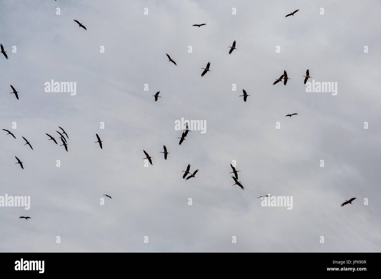 Le vol des cigognes ciel gris Banque D'Images