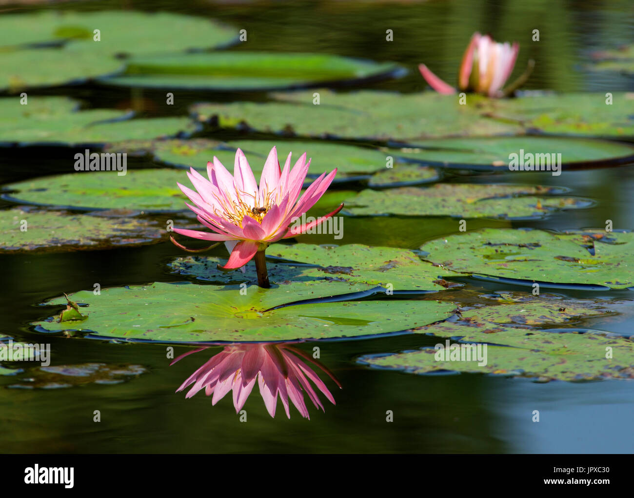 Nénuphar rose Mpumalanga Afrique du Sud Banque D'Images