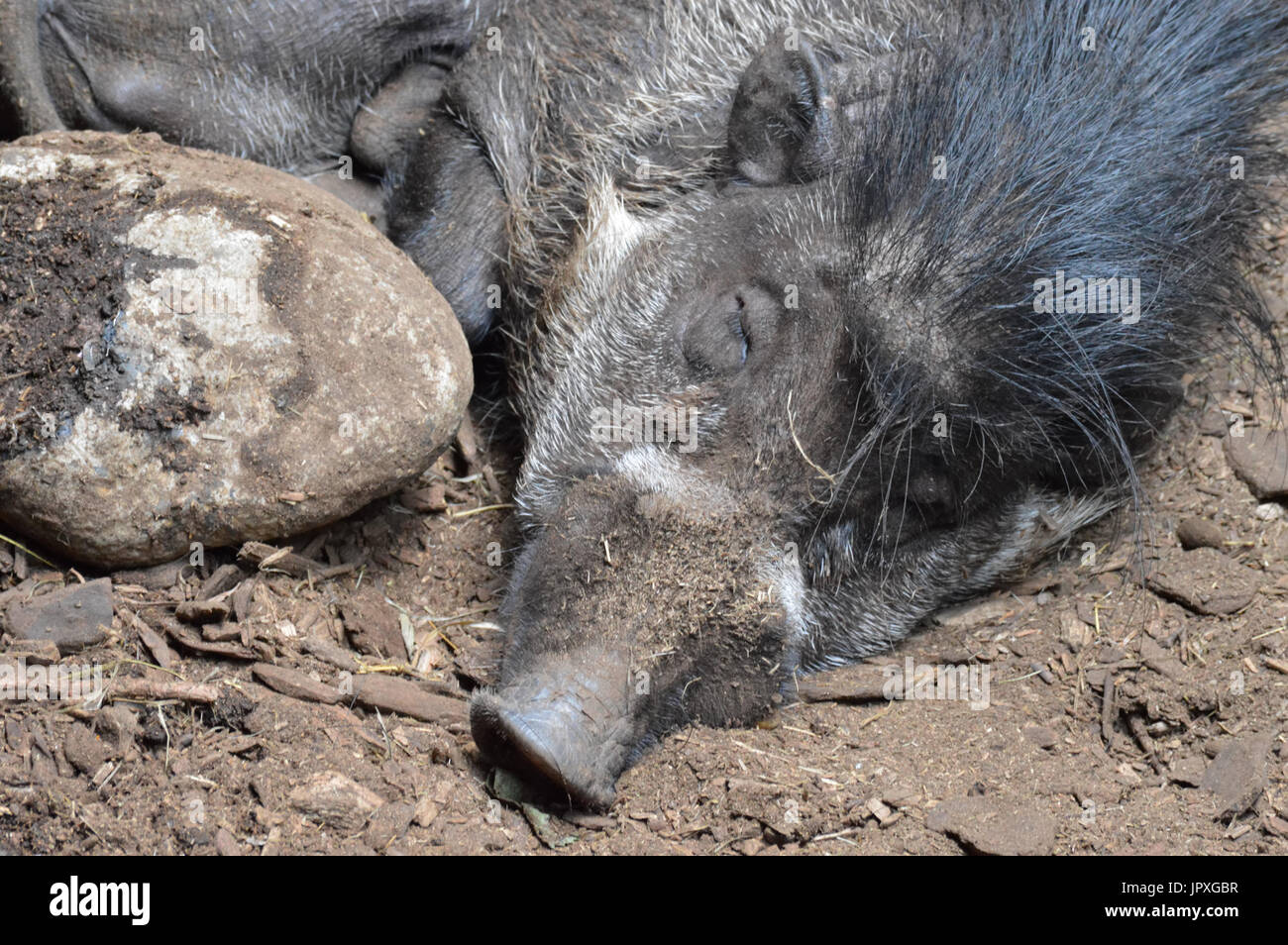 Warty visayan pig Banque D'Images