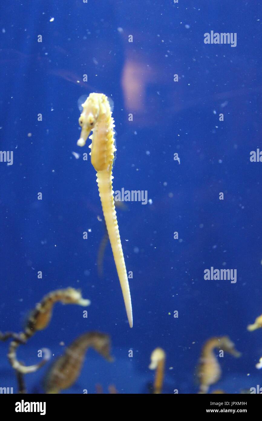 Hippocampe jaune Banque de photographies et d’images à haute résolution